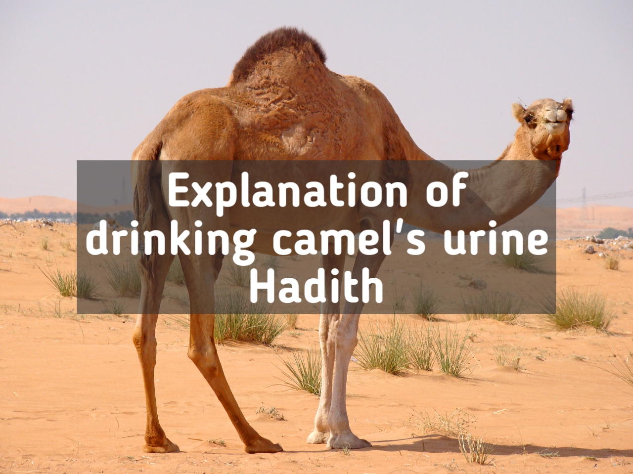 Drinking camel urine,